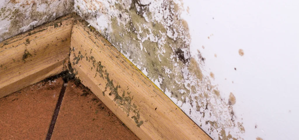 mold inspection 1