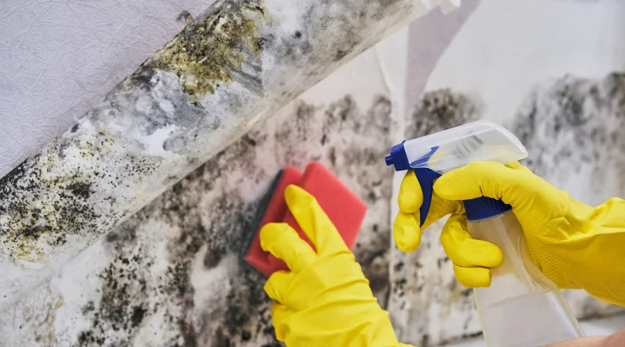 Odor Removal Services Odor Removal Services